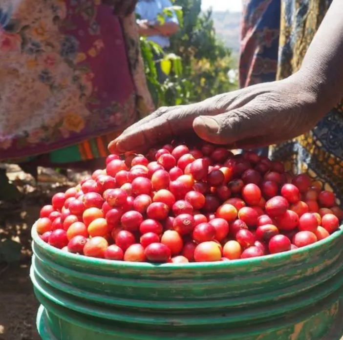 Tanzania - Mbinga