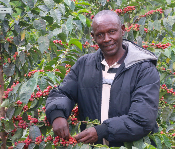KENYA AB Mchana Estate
