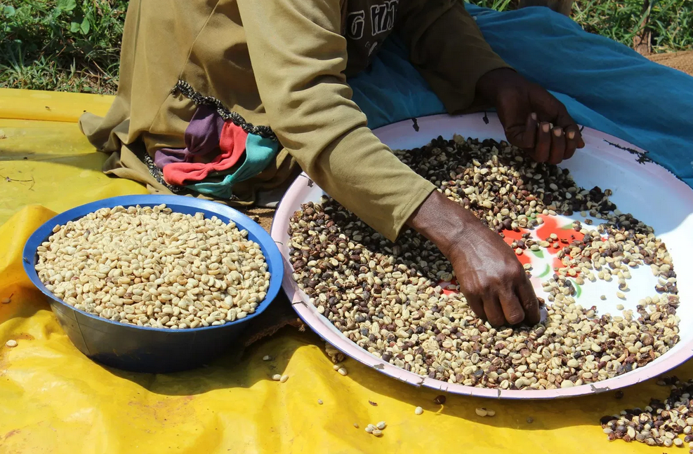 ETHIOPIA - Duromina (Organic)